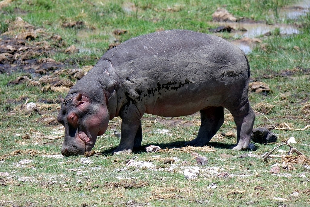 Kenia (213).jpg